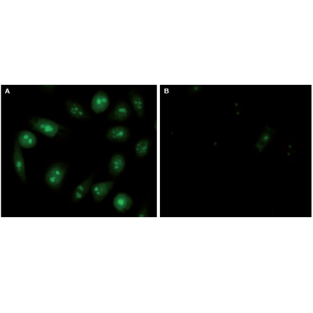 NUCLEOLAR-ID® Green detection kit